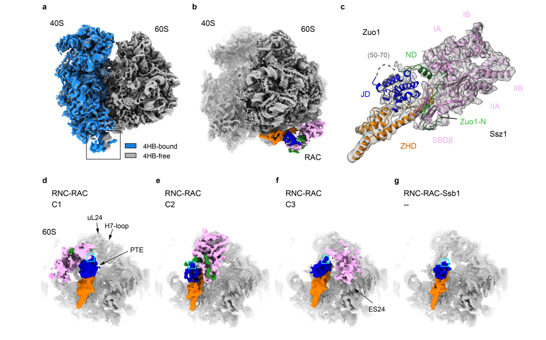 2.Structural remodeling of ribosome associated Hsp40-Hsp70 chaperones during co-translational folding.png