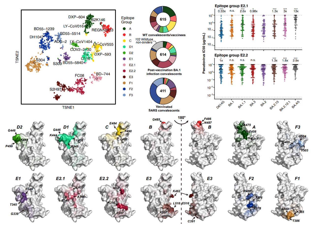 3.BA.2.12.1, BA.4 and BA.5 escape antibodies elicited by Omicron infection.png