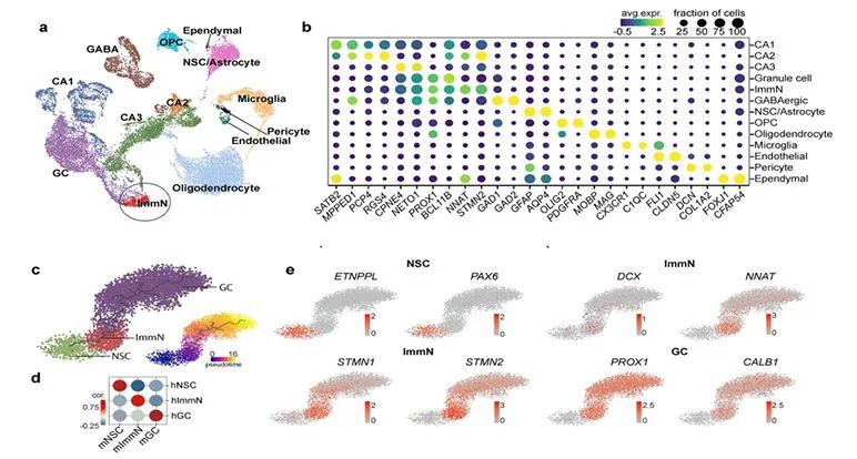 4.Transcriptome dynamics of hippocampal neurogenesis in macaques across the lifespan and aged humans.jpg
